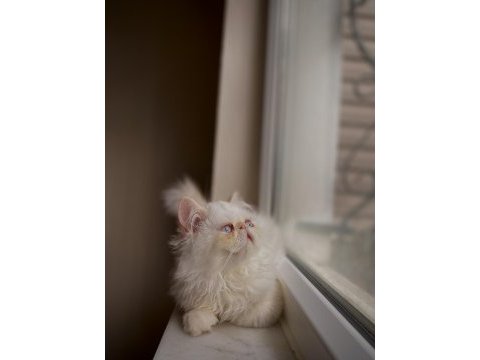 Safkan iran persian kızıma eş arıyorum