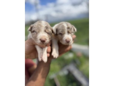 Üreticiden blue merle ve siyah beyaz border collie yavrular