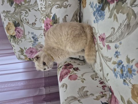 Pamuk ücretsiz dişi yetişkin dişi kediler