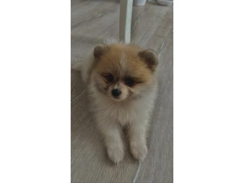 2 aylık pomeranian boo