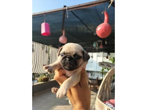 Sıfır burun gül kuyruklu pug mops yavrular
