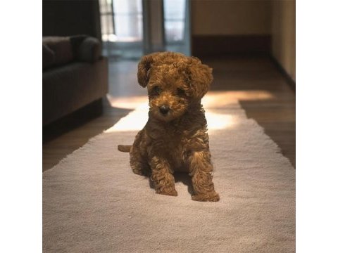 Prenses poodle kızımız günü gelen uygulamaları yapıldı