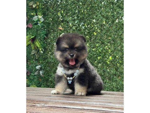 Uyguna renkli pomeranian