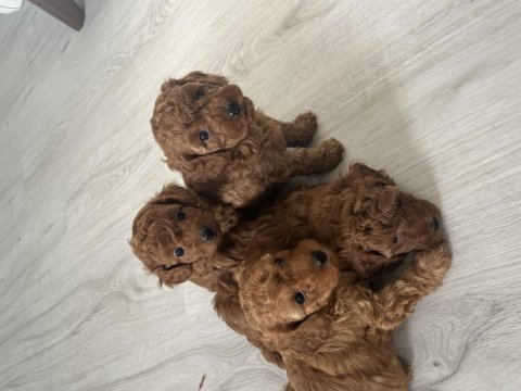 Teslime hazır poodle bebeklerimiz