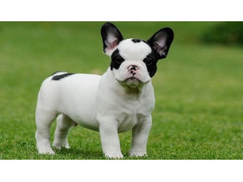 2.5 aylık fransız bulldog yavrularım