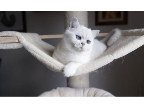 British shorthair dişi kedimiz