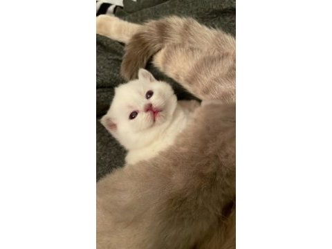 23eylül doğumlu bebeklerimiz scottish fold
