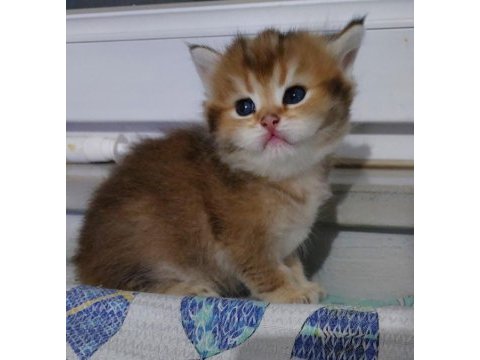 Safkan british shorthair aciklamayı okuyun lutfen