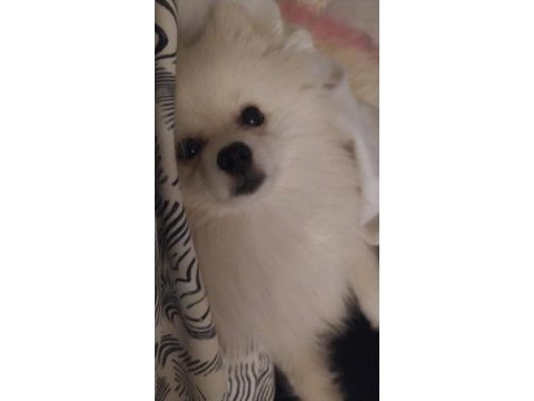 7 aylık pomeranian erkek