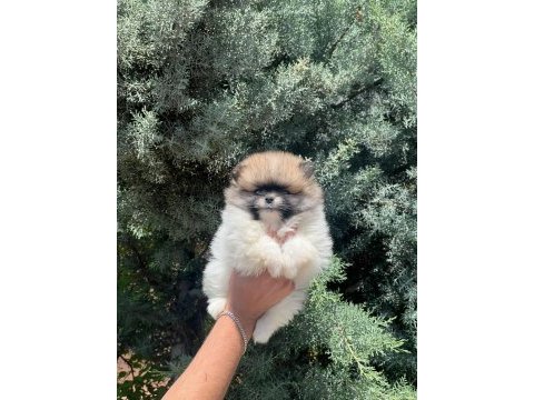 Safkan güzeller güzeli pomeranian bebeklerim