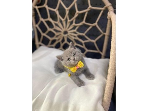 Yeni gelen british shorthair güzellikler