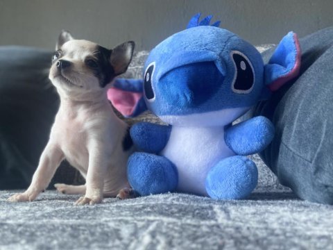 Kg garantili teacup chihuahua erkek