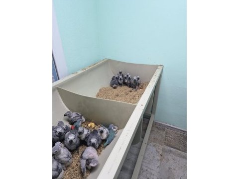 Silver gümüş renk kırmızı kuyruk jako yavru