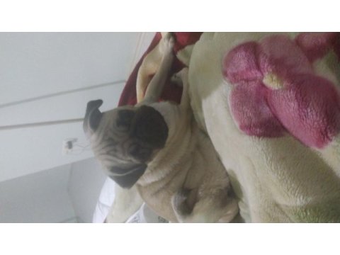 Pug 4 aylık dişi
