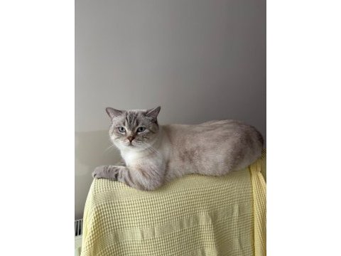 Çok tatlı ve uysal british longhair