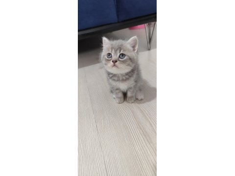 Sağlık garantili safkan kediler