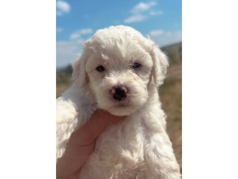 Maltipoo bebekler