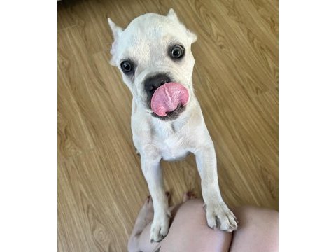 1 yaşında french bulldog çipli