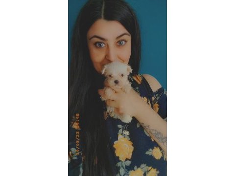 Maltese yavruları