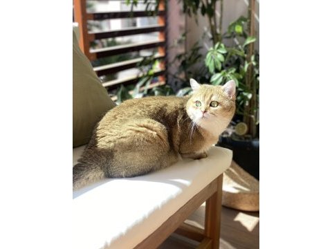 British shorthair golden british shorthair