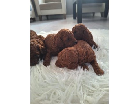 Toy poodle yavrularımız yeni yuvasını arıyor