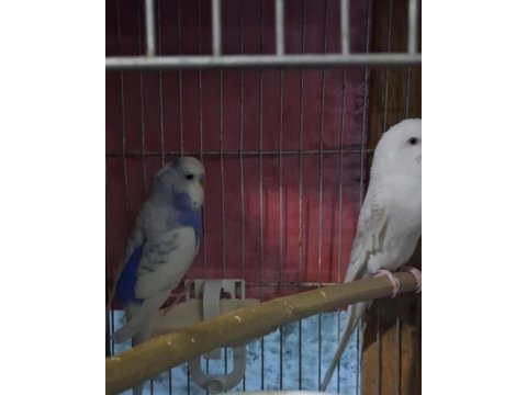 Renk güzeli muhabbet kuşu takımlar