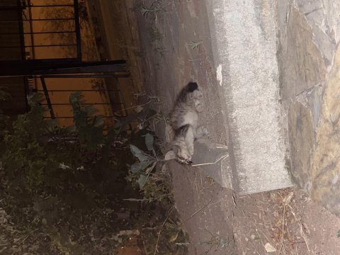 Annesiz iki tane yavru kedi