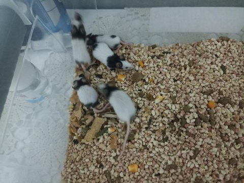 Panda mice yavru