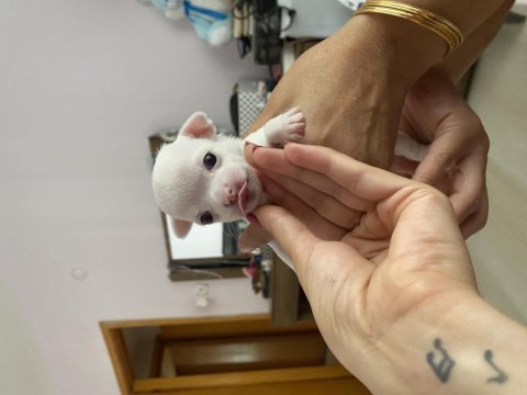 1 aylık chıuahualarımı sahiplendiriyorum aciiil