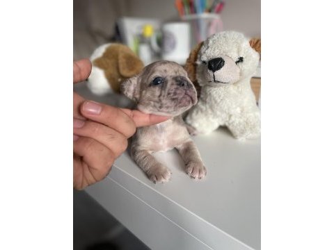 Mikro exotic french bulldog yavrular