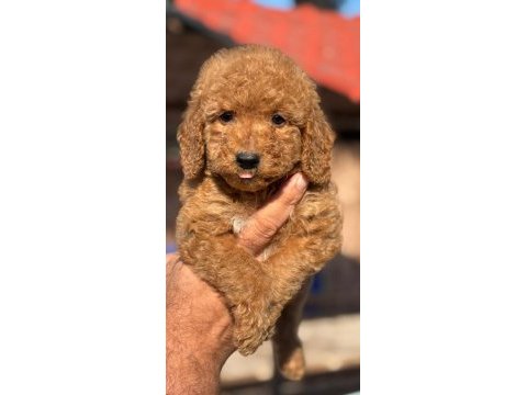 Standart poodle çok şeker yavrularım 