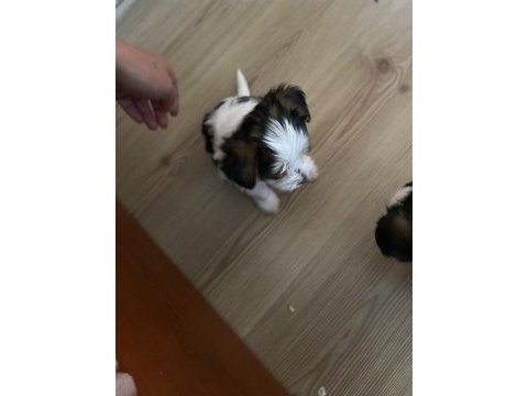 Evcil köpek yavruları
