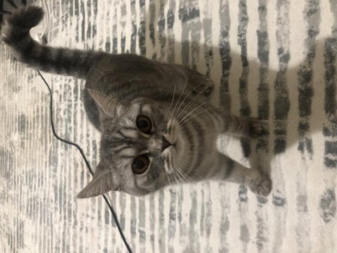 British shorthair lunaya yuva arıyorum