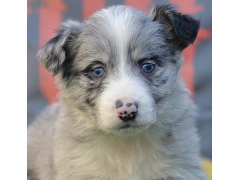 Safkan border collie ırk garantili yavrular