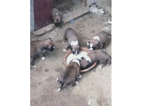 3 erkek boxer yavrumuz