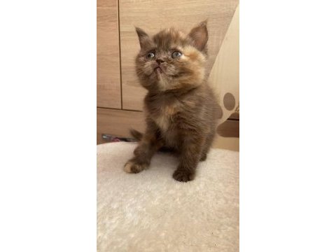 Karamel british shorthair dişi