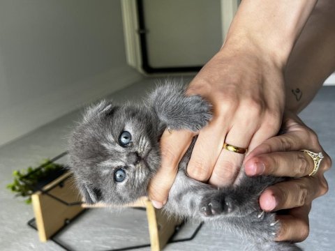 32 günlük yavru scottish fold