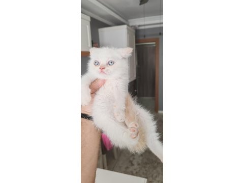 British shorthair kedimiz