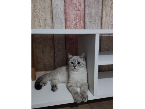 Beyaz akıllı ve çipli british longhair