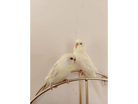 Albino erkek kirmizi goz disi damizlik muhabbet kuşu