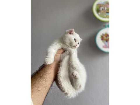 Scottish fold dişi