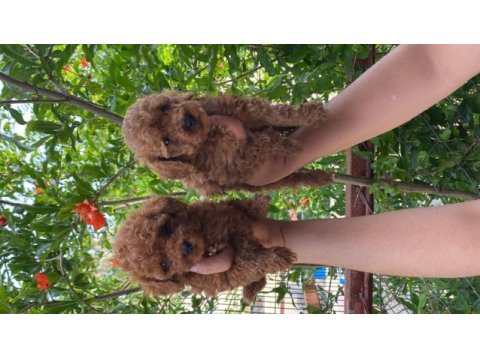 Toy poodle bebekler