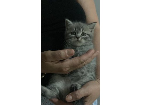 2 aylık british shorthair dişi kedi
