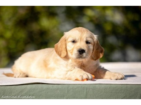 Golden retriever yavrular canlı görerek alabilirsiniz