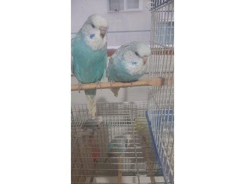 Muhabbet kuşu show jumbo
