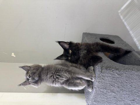 Standart üstü yavrularım safkan maine coon