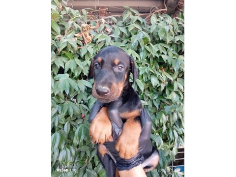 Irk ve sağlık garanti saf kan doberman yavrularımız