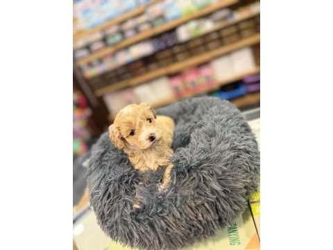 Orj. babyface maltipoo bebeklerimiz