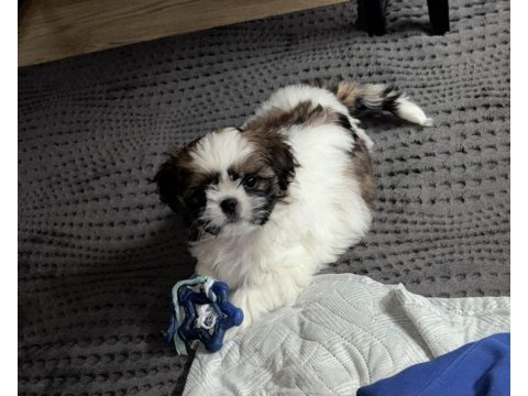 Köpeğimiz rio yuva arıyor
