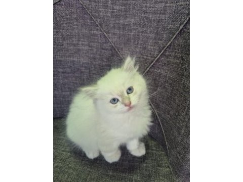 British longhair paşamız hazır